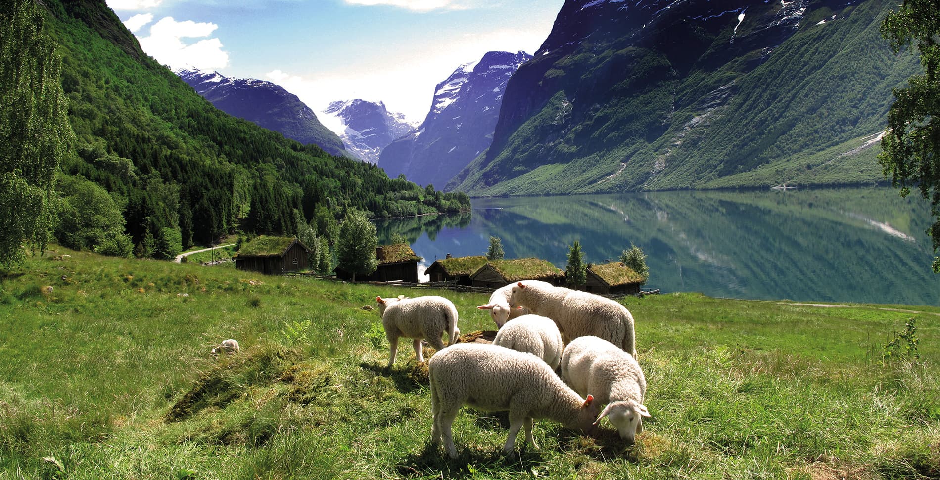 nordfjord lammesesong